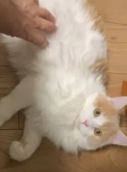 ヌクヌク 様のお迎えした子猫