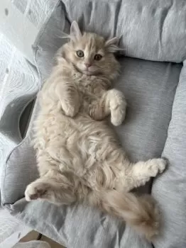 ネネ 様のお迎えした子猫