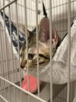 H.Y 様のお迎えした子猫