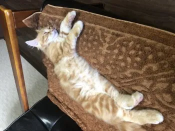 たるる 様のお迎えした子猫