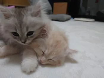 むぎ と よもぎ 様のお迎えした子猫