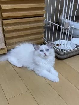 A.Y 様のお迎えした子猫