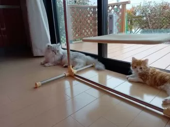 ラヴィファミリー 様のお迎えした子猫