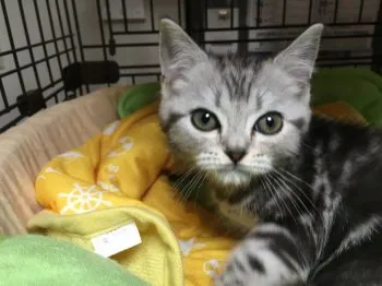 らん丸ママ 様のお迎えした子猫