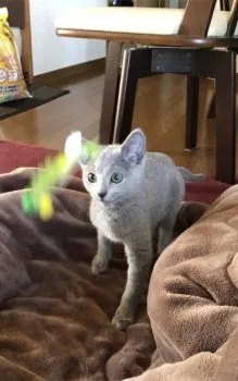 わがはい 様のお迎えした子猫