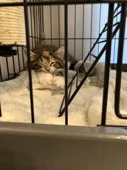 take 様のお迎えした子猫