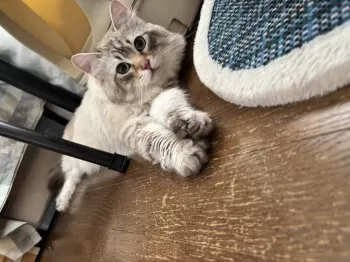 A.K 様のお迎えした子猫
