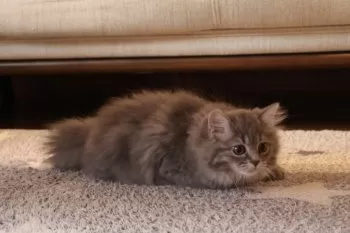 ぽこ 様のお迎えした子猫