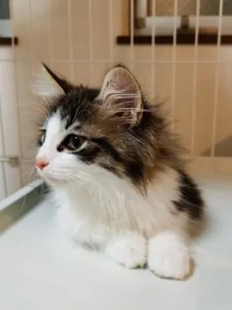 I.G. 様のお迎えした子猫