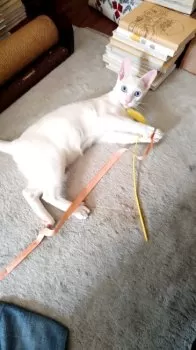 N.Ｉ 様のお迎えした子猫