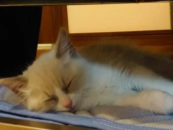 てつ 様のお迎えした子猫