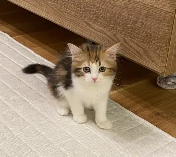 みたらし 様のお迎えした子猫