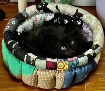 ecru 様のお迎えした子猫