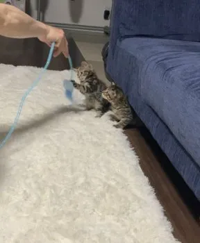 R.S 様のお迎えした子猫