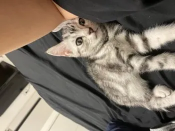 R.O 様のお迎えした子猫