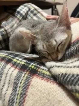 N.N 様のお迎えした子猫