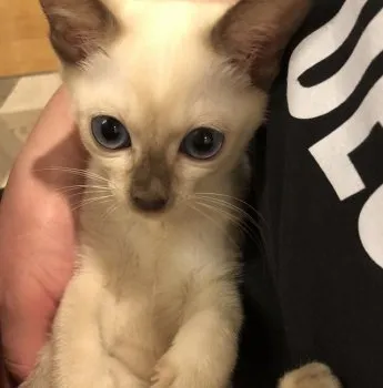 96様 様のお迎えした子猫