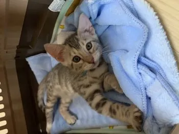 もにょ 様のお迎えした子猫