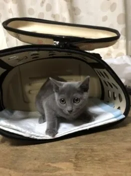 黒鉄 様のお迎えした子猫