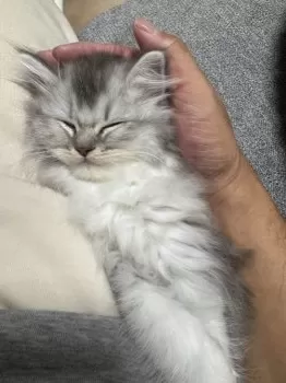 Y.I 様のお迎えした子猫