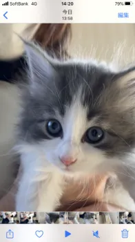 えりママ 様のお迎えした子猫