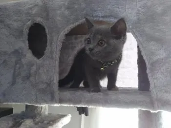 ぺろ 様のお迎えした子猫