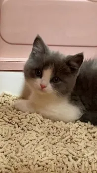 シハク 様のお迎えした子猫