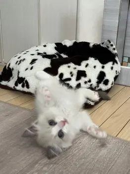 ラム 様のお迎えした子猫