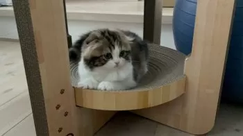 るるのママ 様のお迎えした子猫