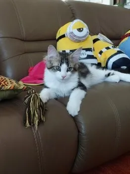 エドナ 様のお迎えした子猫