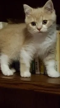 Sa@ 様のお迎えした子猫