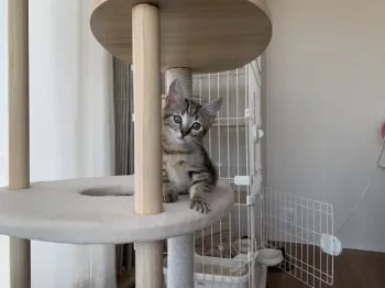 kaichan 様のお迎えした子猫