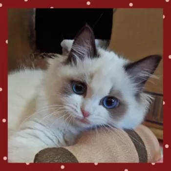 Y.O 様のお迎えした子猫