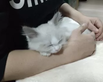 あずき 様のお迎えした子猫