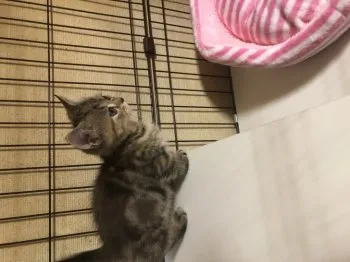 S.I 様のお迎えした子猫