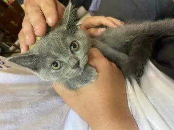 モモ 様のお迎えした子猫