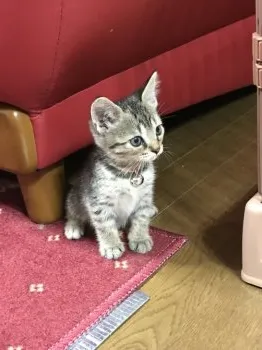 バラバ 様のお迎えした子猫