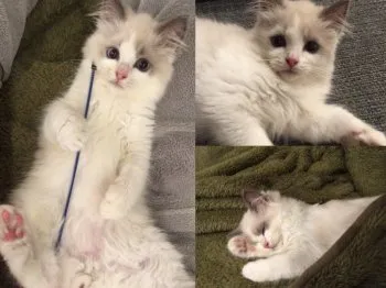 SMY 様のお迎えした子猫