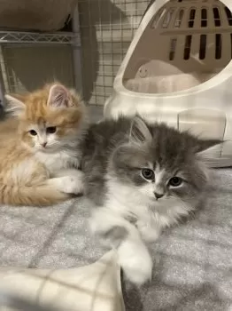 SY 様のお迎えした子猫