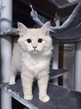 ショウ 様のお迎えした子猫