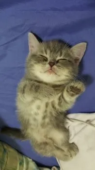 ミヤザキ 様のお迎えした子猫