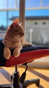 Y.H 様のお迎えした子猫