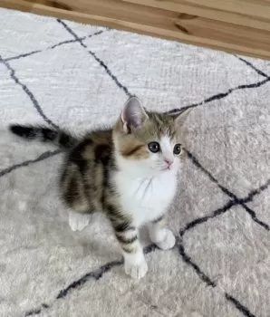 S.S 様のお迎えした子猫