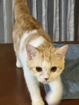 R.H 様のお迎えした子猫