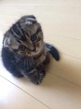 herry 様のお迎えした子猫