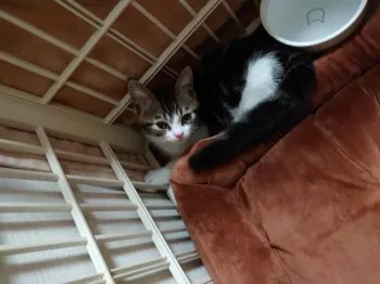 S.O 様のお迎えした子猫