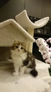 ぴーまぁる 様のお迎えした子猫