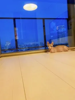 まる。 様のお迎えした子猫