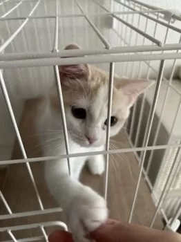 みか 様のお迎えした子猫