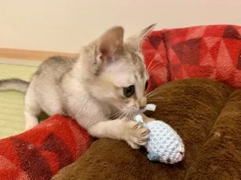 ちょこ 様のお迎えした子猫